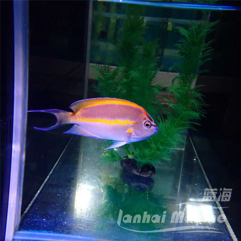 土耳其仙 公鱼海水神仙鱼海鱼活鱼海水观赏鱼海洋顺丰活体