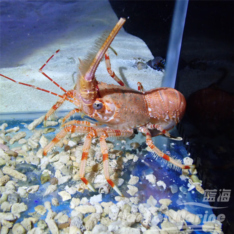 霍氏钝龙虾海水虾海水观赏虾鱼水族宠物活体顺丰
