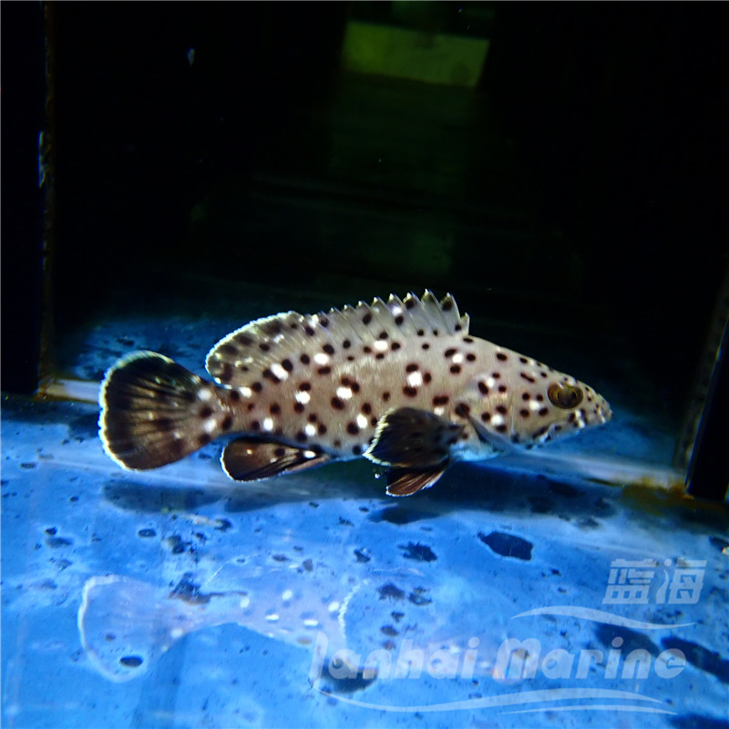 黑驳石斑鱼海水鱼海水观赏鱼石斑鱼水族宠物海鱼活体