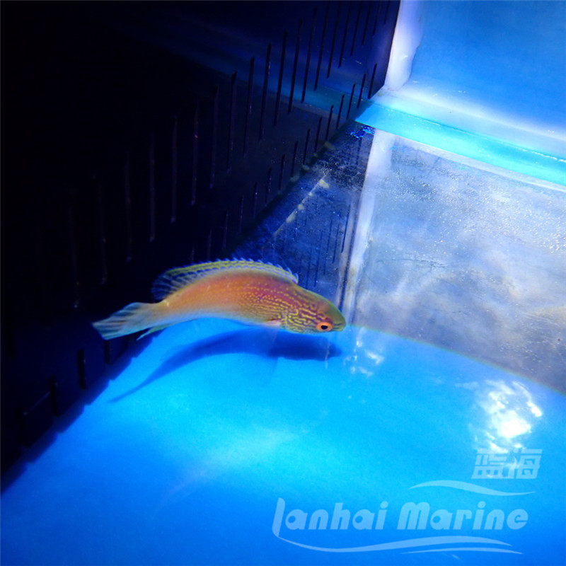 夏威夷金丝雀鱼海水鱼隆头鱼海水观赏鱼海鱼活体水族宠物顺丰