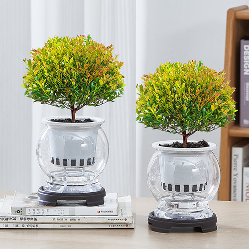 小叶赤楠水培植物阳台客厅好养绿植室内办公室水养盆栽桌面摆件花