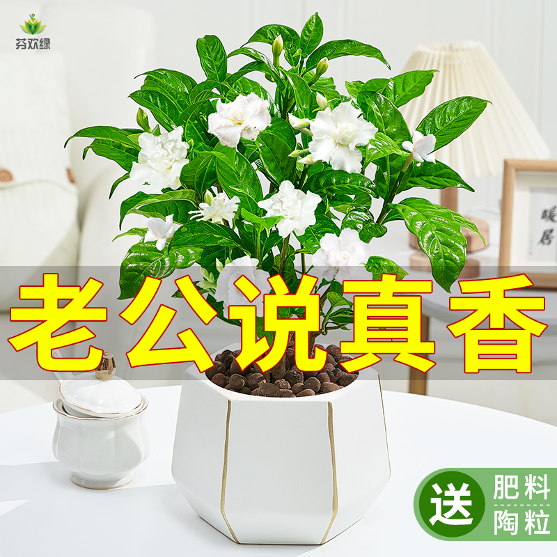 丁香花盆栽树苗绿植花卉盆栽四季开花植物老桩室内阳台好养狗牙花