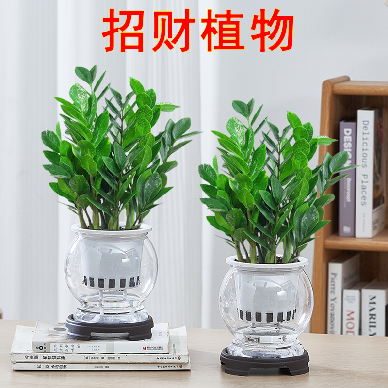 金钱树水培盆栽室内客厅四季好养活绿植花卉办公室桌面植物摆件花