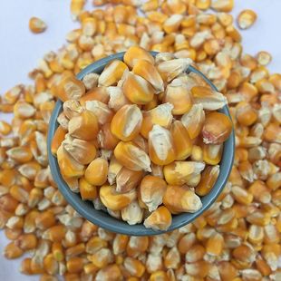 2024年新玉米粒干苞米钓鱼打窝小鸡鸽子粮食饲料喂鸡鸭鹅酿酒棒子