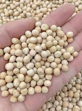 25年新东北特一级白豌豆喂鸽子用鸽子料酿酒种子饲料干豌豆鸽子粮