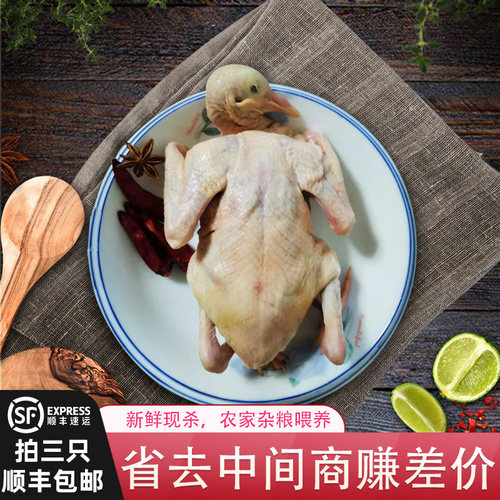 新鲜乳鸽生鲜鸽子肉现杀农家散养煲汤滋补白鸽老鸽土鸽顺丰包邮