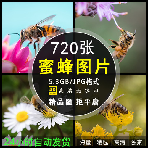 高清蜜蜂图片 花朵采蜜场景实拍特写摄影图集照片海报设计PS素材
