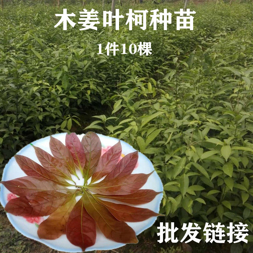 甜茶木姜叶柯多穗石柯重庆梁平甜茶红嫩叶特产小种树苗种子实生苗