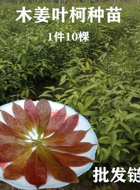 正宗木姜叶柯树苗 多穗石柯树苗 梁平甜茶 树苗 紫红嫩叶甜茶树苗