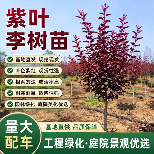 紫叶李树苗红叶李春季开花庭院景观绿化园林工程乔木现挖现发耐寒