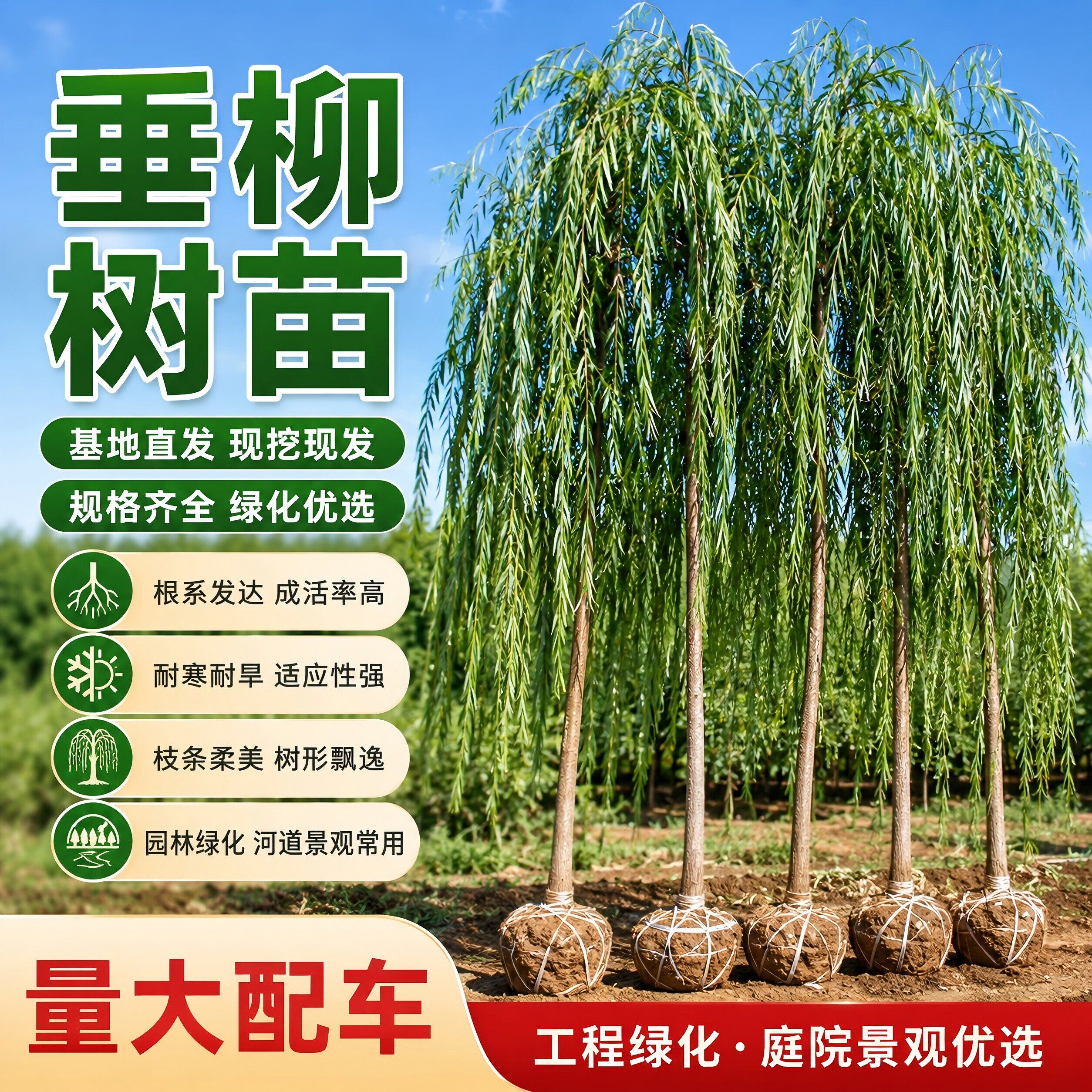 垂柳树苗直柳金丝柳工程绿化苗河道湖边园林景观行道树庭院绿化苗