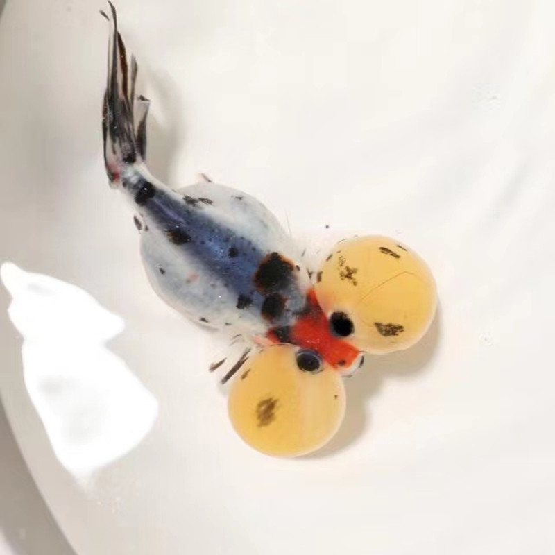 【精品水泡金鱼】观赏鱼活体 五花三色 水墨 黑色冷水鱼 好养包活