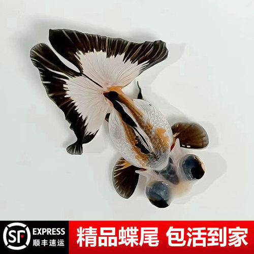 蝶尾精品龙睛包金蝶尾鱼熊猫金鱼苗鱼苗鱼活体鱼观赏鱼好养新手