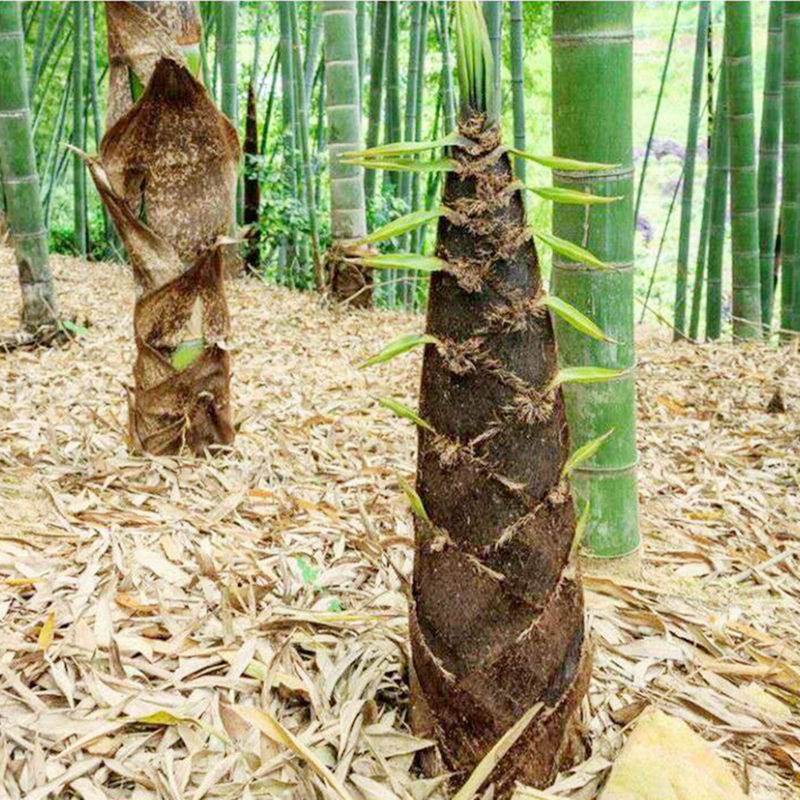 竹笋有多少种品种,7月到9月的竹笋有哪些,食用竹笋品种图片_大山谷图库