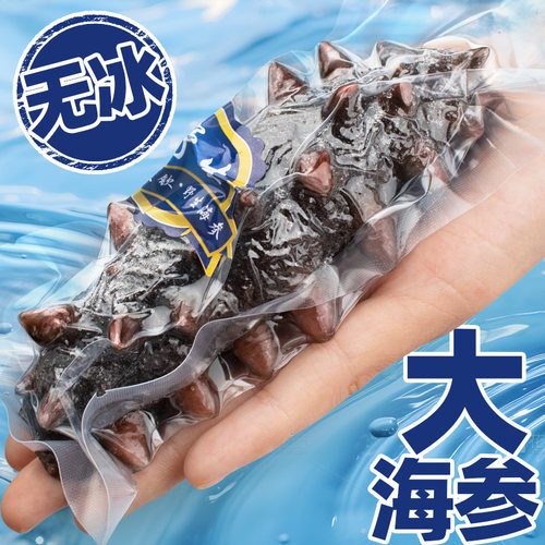 【无冰】鲜食即食海参辽参