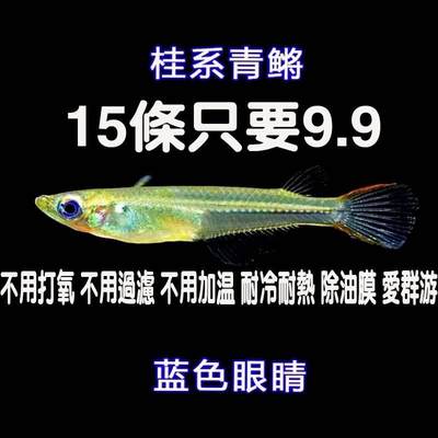 桂系青鳉鱼小型鱼群游冷水鱼蓝眼弓背青鳉除油膜观赏鱼淡水原生鱼