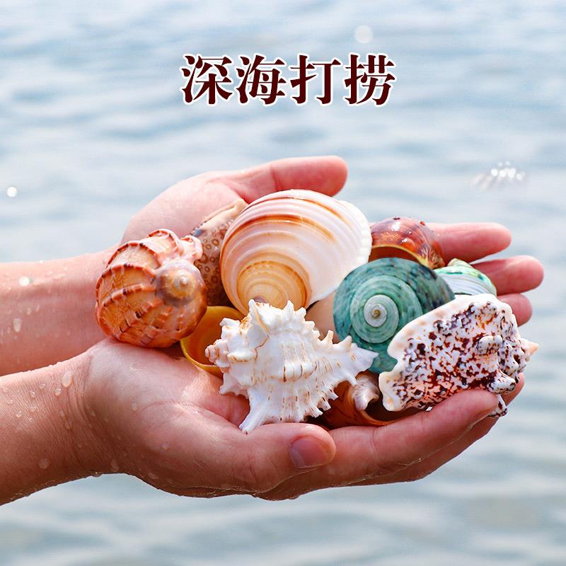 摆件时尚天然彩色贝壳珍珠项链卷贝手工玩具儿童圆形田螺组合鱼缸