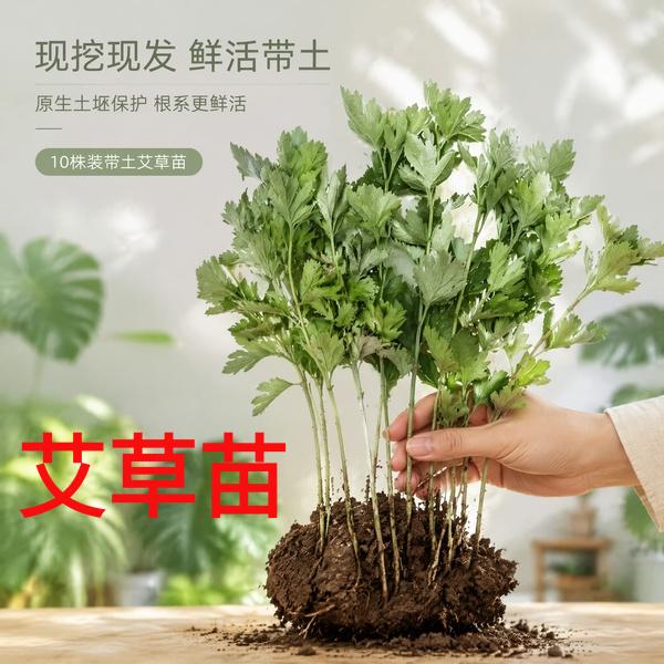艾草苗带根盆栽药用食用驱蚊庭院阳台大叶艾草四季种植艾蒿苗种子