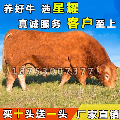 鲁西黄牛犊肉牛犊疫苗齐全改良牛