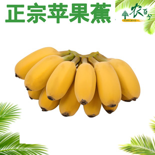 苹果蕉正宗超甜小香蕉香蕉水果苹果粉蕉芭蕉西贡蕉广东banana水果