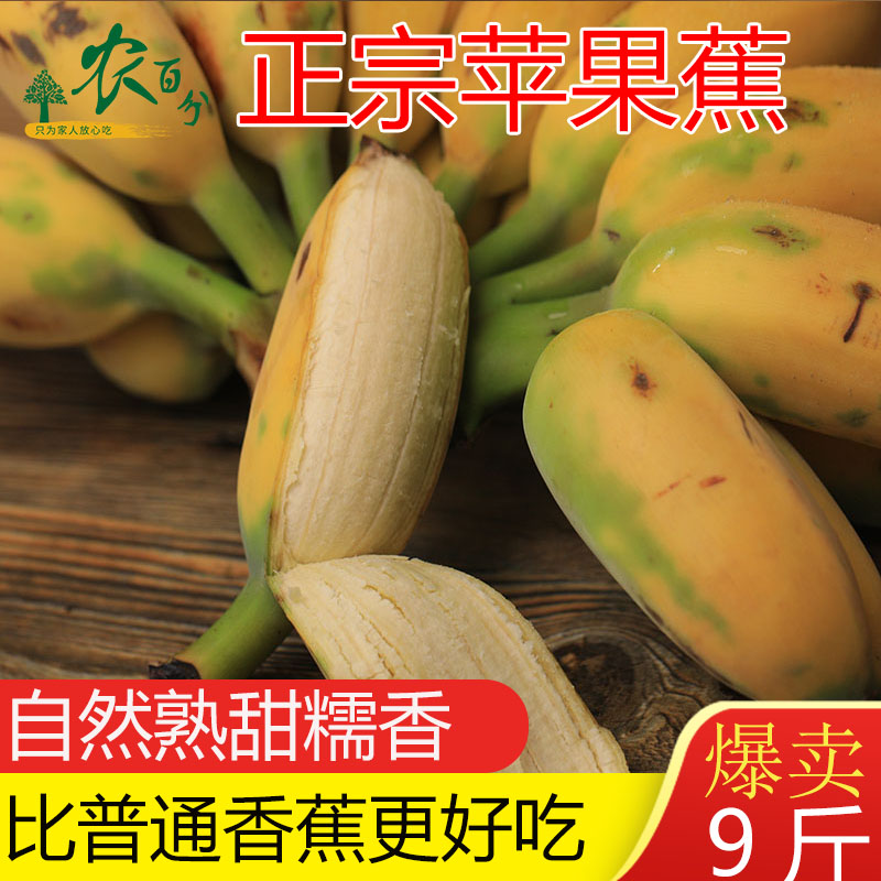 苹果蕉正宗超甜小香蕉香蕉水果苹果粉蕉芭蕉西贡蕉广东banana水果