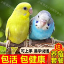 鹦鹉活鸟一公一母活物鸟类活鸟宠物虎皮鹦鹉小鸟活鸟会学说话