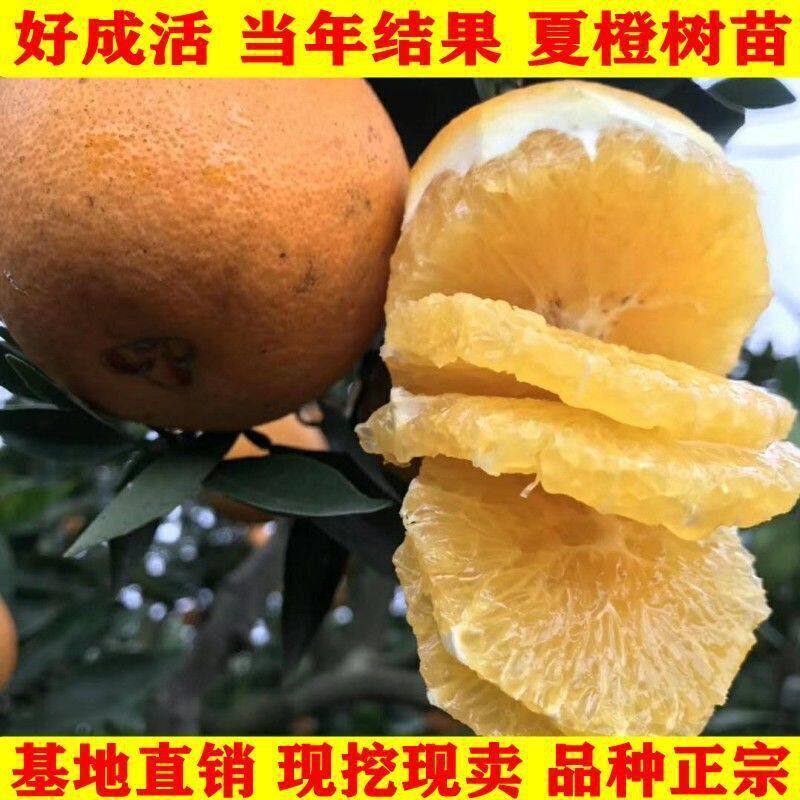 新品种脐橙树苗橙子树苗红心血橙苗夏橙树苗当年结果特晚熟橙子