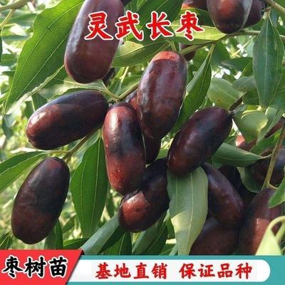正宗灵武长枣树苗特大嫁接枣树活苗冬枣树苗南北方种植当年结果