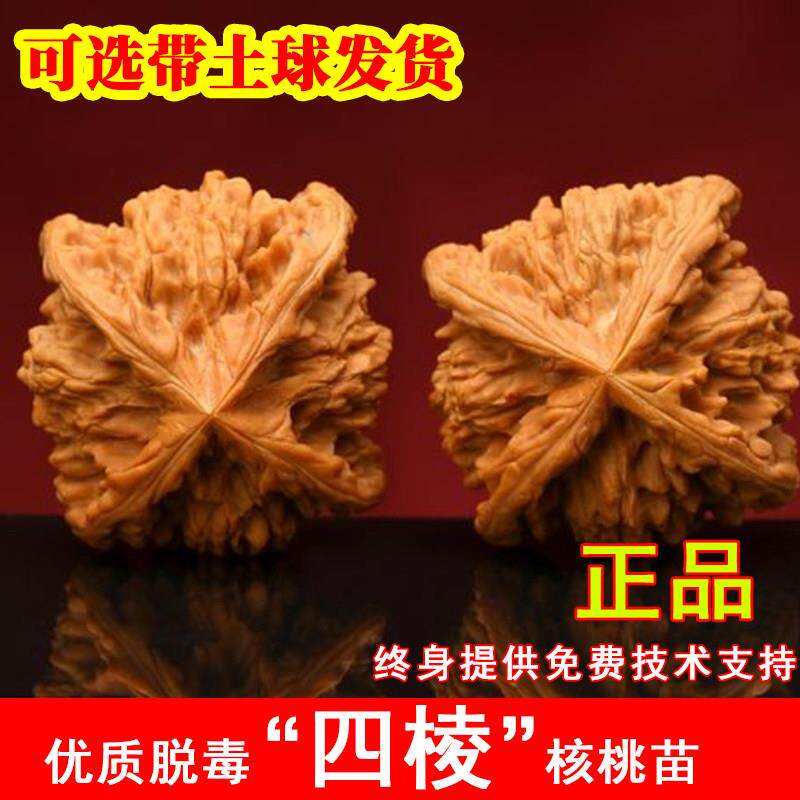 麒麟纹四棱文玩核桃苗特大白狮子头麻核桃苗树南方北方种当年结果