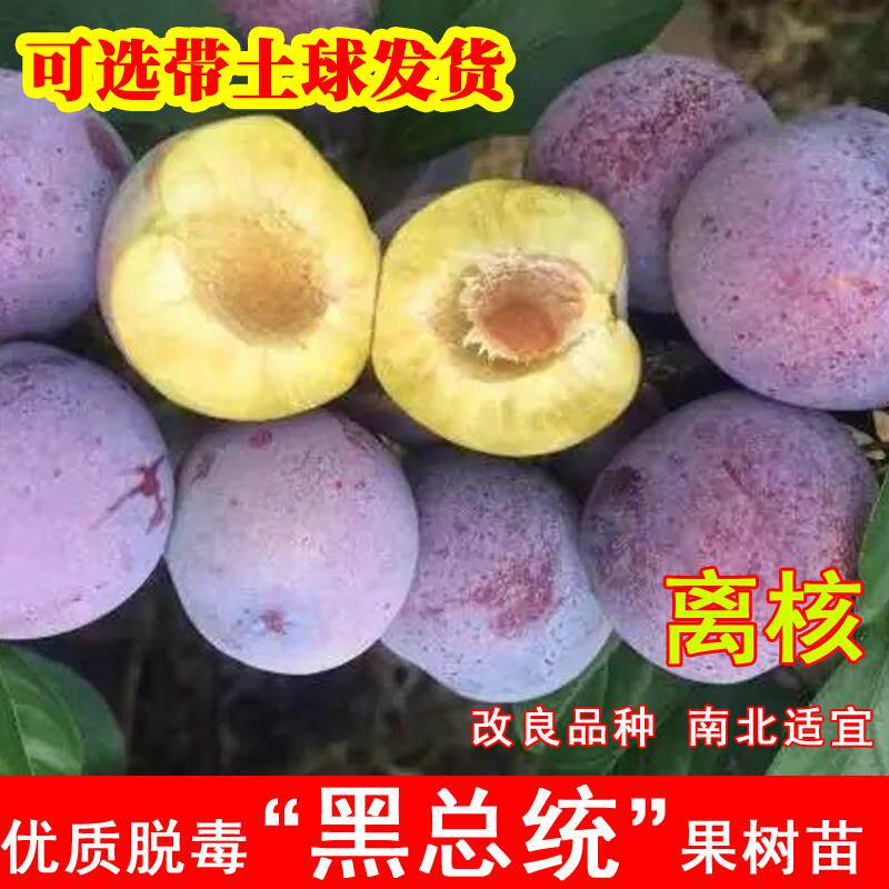 黑总统李子树苗美国大黑李琥珀李子果树苗盆栽地栽南北方当年结果