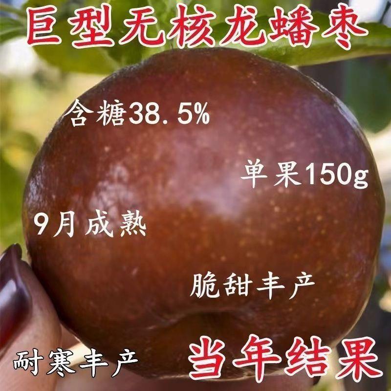 巨型无核龙蟠枣树苗大果特大枣树苗巨大号枣子活苗盆栽地种结果苗