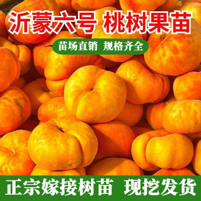 8月成熟蟠桃树苗嫁接晚熟脆甜黄金毛蟠桃苗果树苗木盆地栽当年结