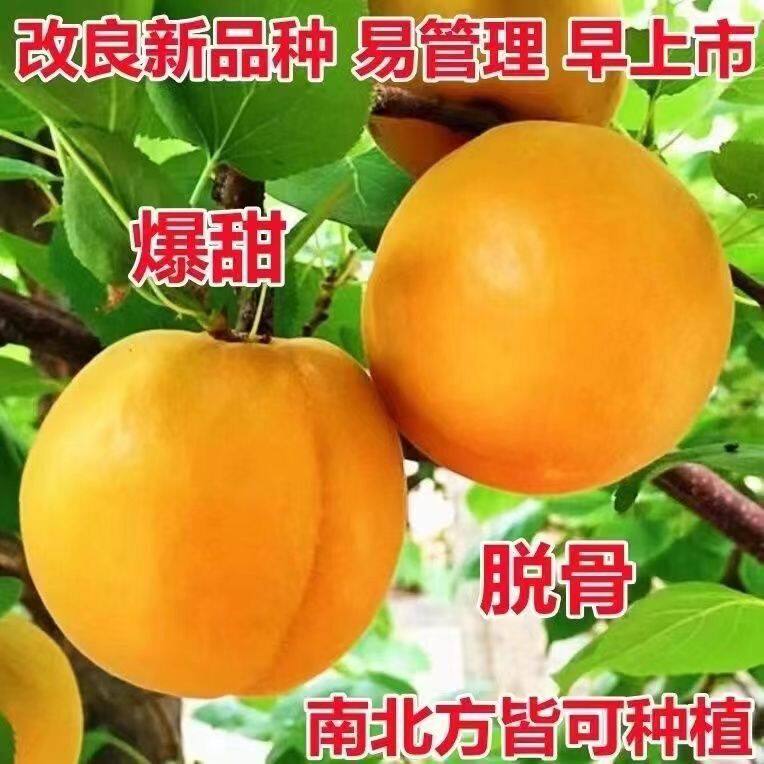 特大帝王杏树苗嫁接早熟超甜杏仁南北方种植抗寒盆栽地栽当年结果