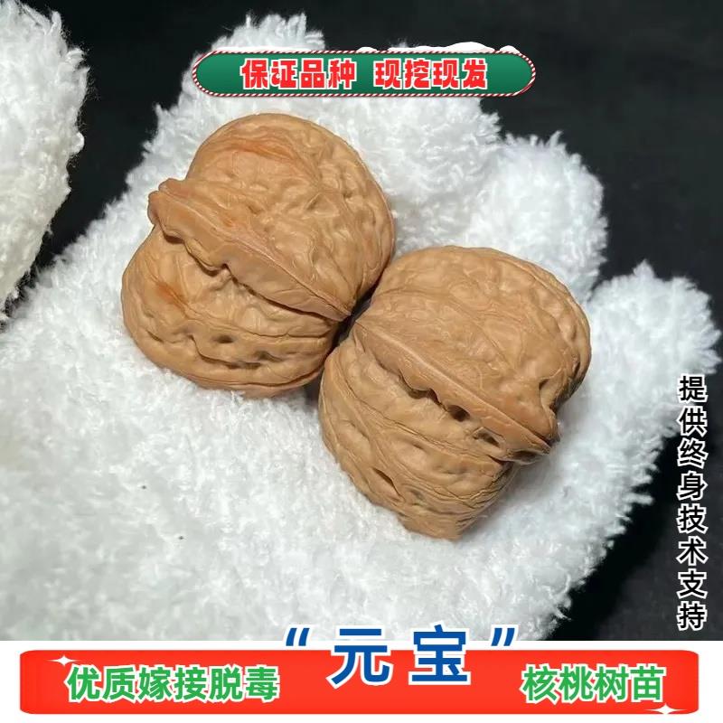 嫁接文玩核桃树苗平谷元宝特大果麻核桃树苗一代南方北方庭院种植