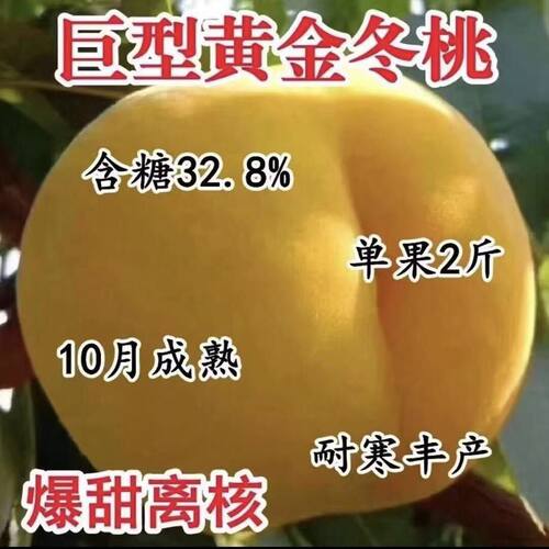 晚熟黄金冬桃树苗嫁接大
