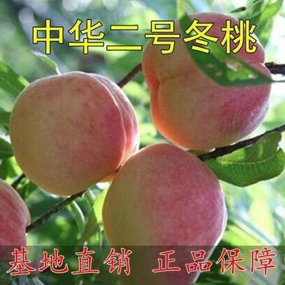 新品种中华二号冬桃晚熟冬桃苗南北方种植耐寒好养当年结果苗