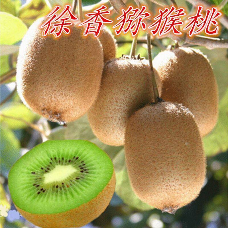 优良品种徐香猕猴桃树苗嫁接猕猴桃树苗南方北方种植当年结果树苗 - 实物图