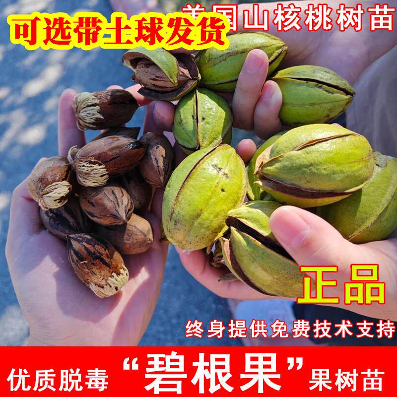 碧根果树苗嫁接美国山核桃苗盆地栽薄壳核桃果树苗北南方当年结果