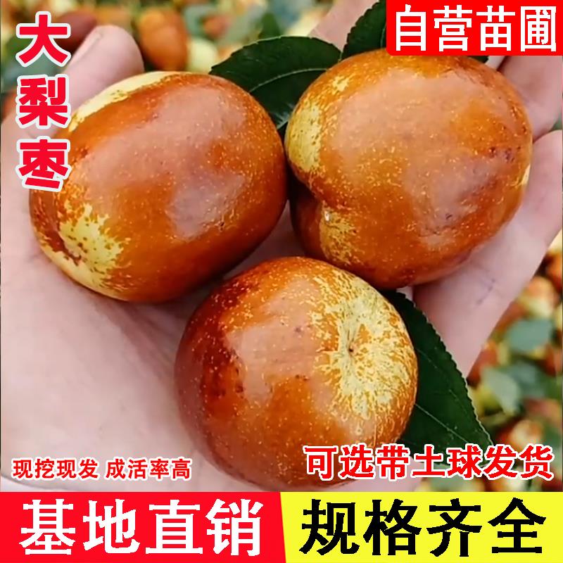 嫁接枣树活苗中华大梨枣树苗特大脆甜梨枣苗盆栽地栽南方北方种植