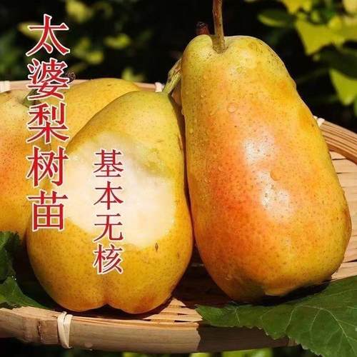 太婆梨树果树苗南方北方庭院地栽种植耐寒耐旱嫁接果树苗当年结果