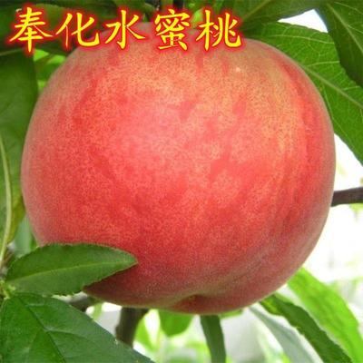 正宗奉化水蜜桃树苗玉露桃苗超甜南方北方种植当年结果苗庭院地栽
