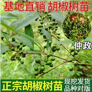 正宗胡椒树苗 白胡椒树苗 黑胡椒苗山胡椒南北方种植当年结果
