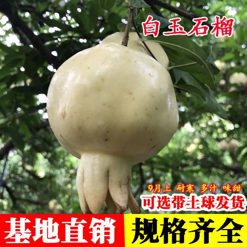 嫁接硬籽石榴果树苗怀远白玉石籽石榴果苗盆栽庭院地栽果树苗木种