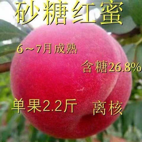 砂糖红蜜嫁接桃树苗新品种桃树树苗果树苗南北方种植特大果苗