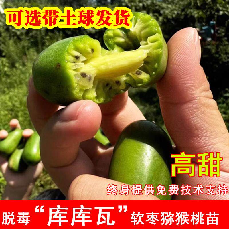 库库瓦软枣猕猴桃苗嫁接无毛奇异果苗盆栽地载北南方耐寒当年结果