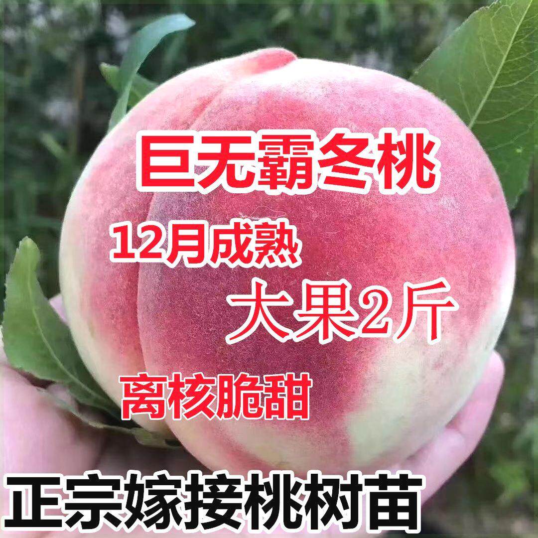 晚熟巨无霸冬桃桃树苗嫁接苗新品种特甜桃子树苗南北方种植果树苗