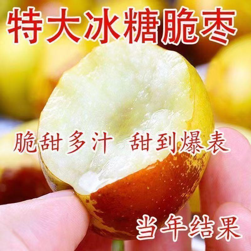 冰糖枣树活苗嫁接新品种特大脆甜冬枣苗 耐寒枣树枣子树苗盆栽