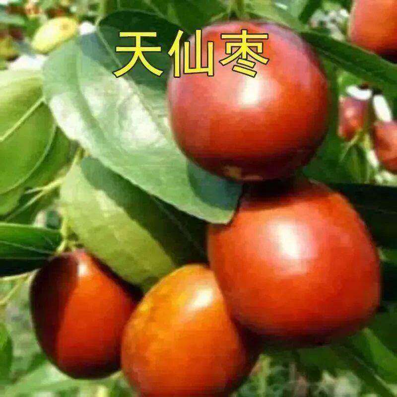 枣树苗嫁接苗天仙枣枣树树苗南方北方种植地栽果树苗当年结果【