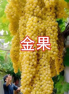 巨型葡萄苗正宗爬藤瀑布滕王葡萄树盆栽栽耐寒旱南北种当年结果