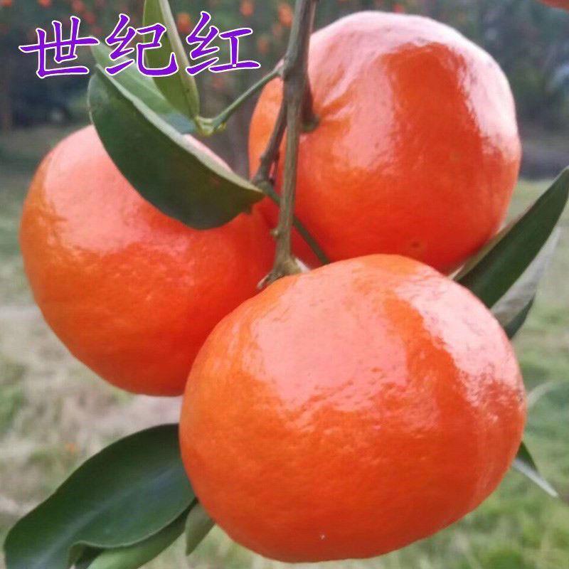 新品种世纪红橘树苗正宗嫁接无核红橘苗当年结果盆栽地栽包成活